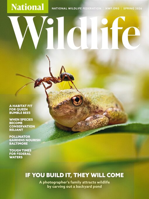 Cover image for National Wildlife